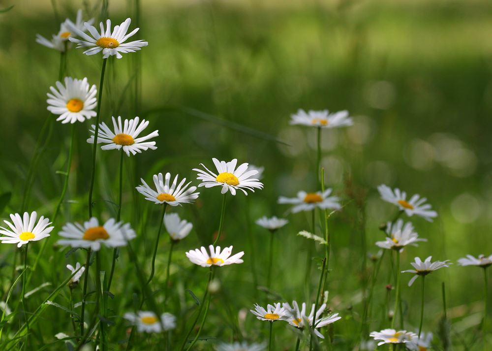 そよ吹く風に誘われて