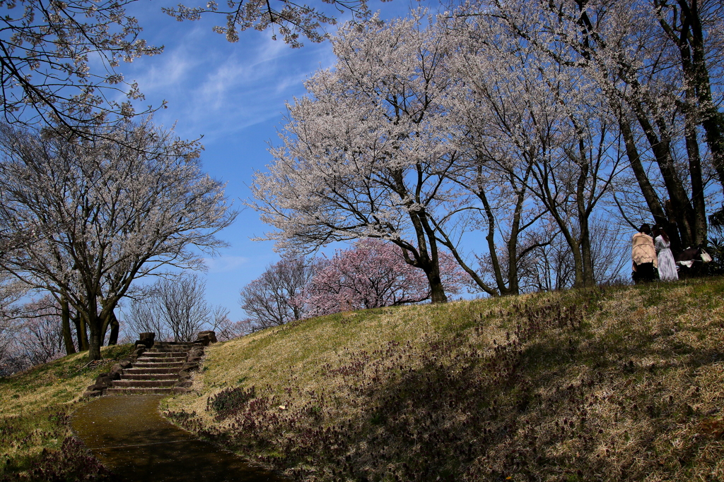 青空と桜