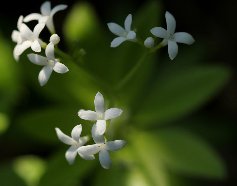 白い線香花火