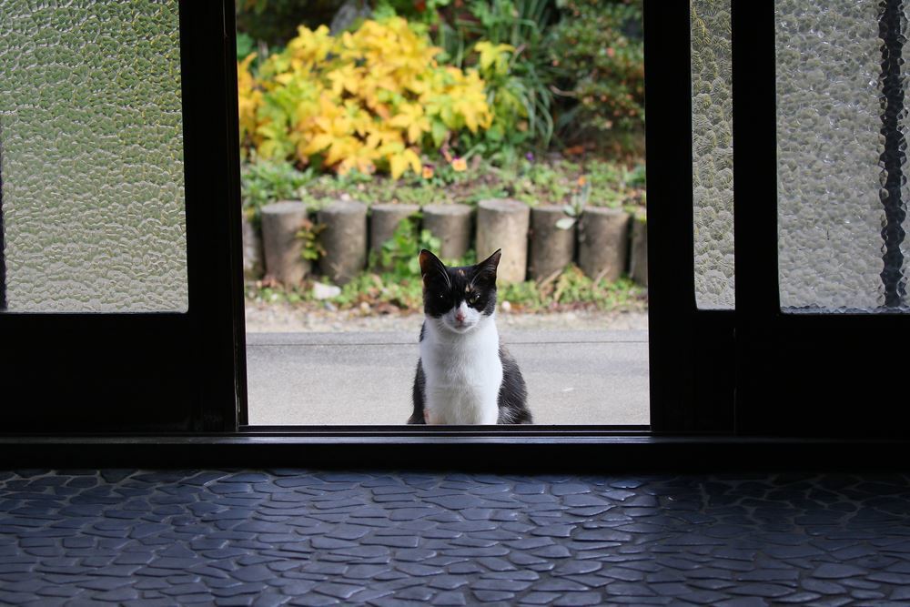 新年のあいさつに来たニャン！