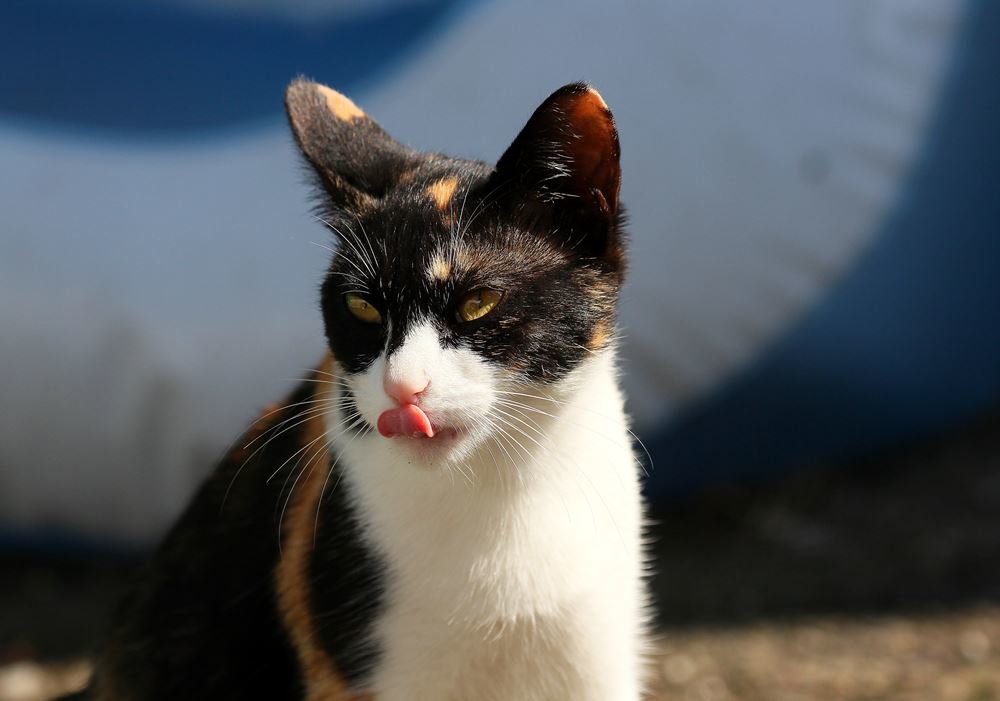 テヘニャン　(=^・^=)　①