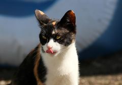 テヘニャン　(=^・^=)　①