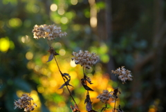 フジバカマ終演の時