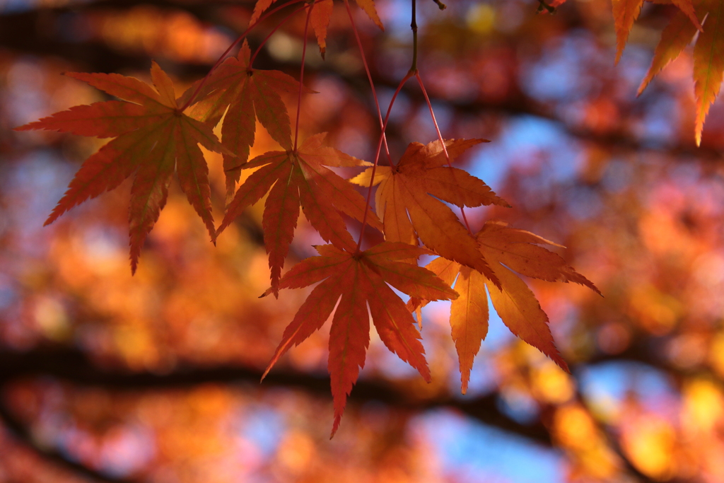 紅葉