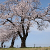 満開桜