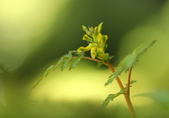 山野草