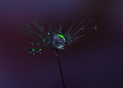 心海ＤＲＯＰＳ　86