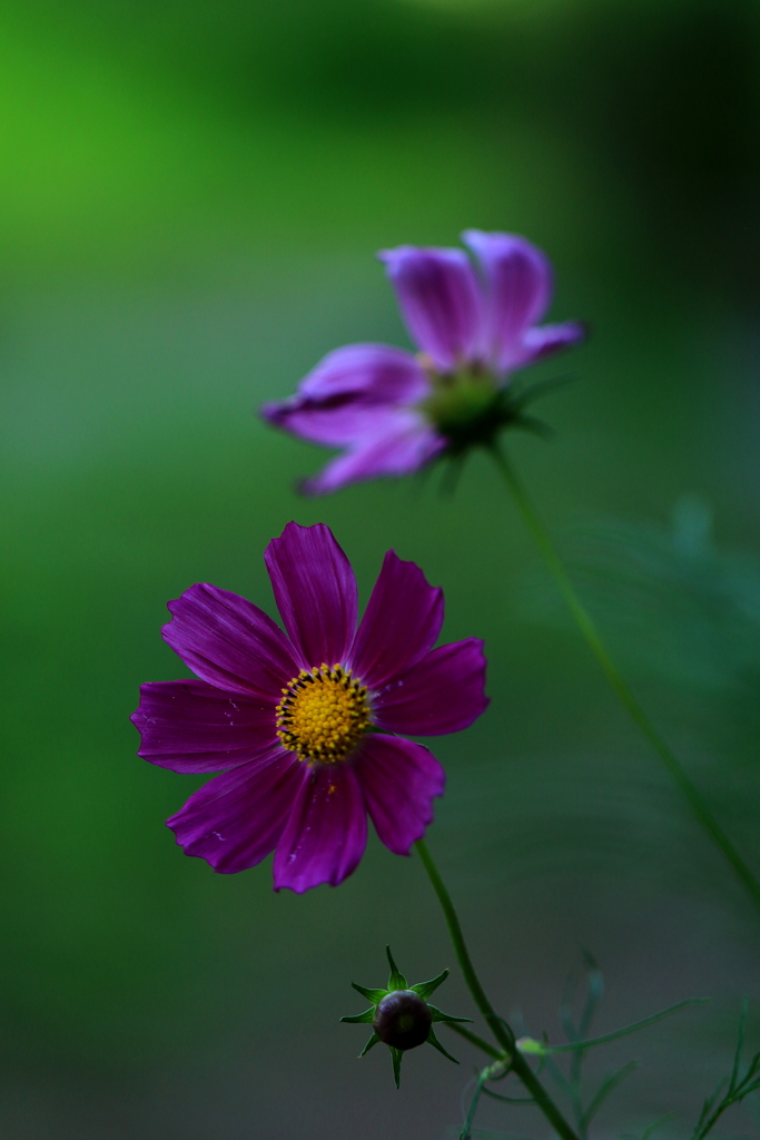 秋桜