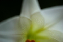白百合