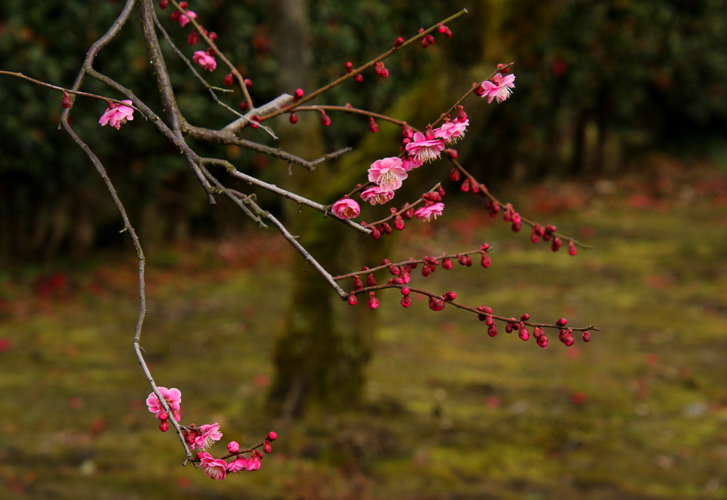 紅梅の咲く庭園