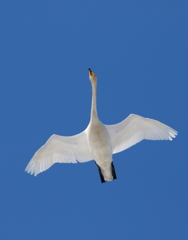白鳥さん