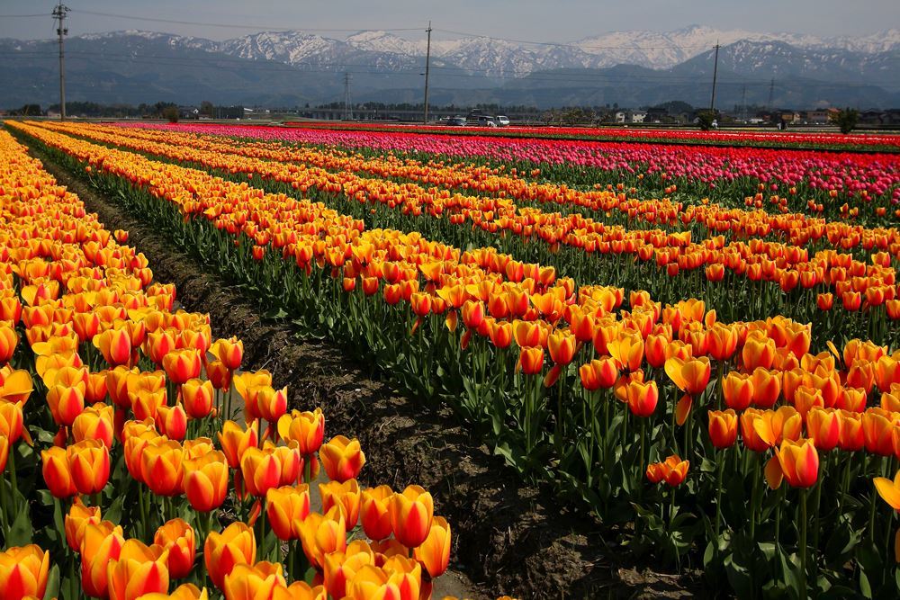 チューリップ畑