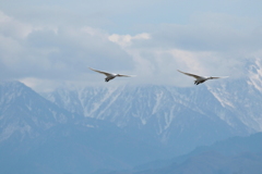 山と白鳥
