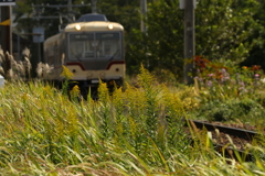 芒とセイタカアワダチソウが茂る