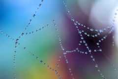 蜘蛛の糸アート