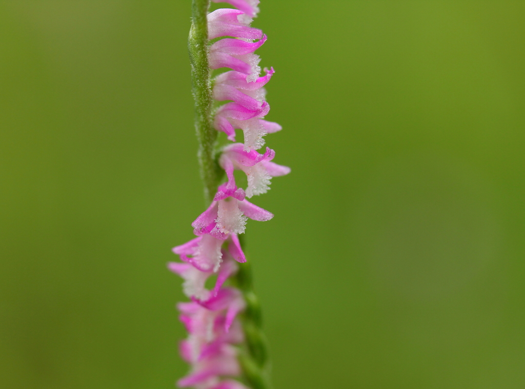 可愛いが集まって