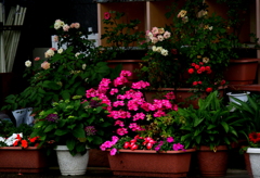 プランターの花