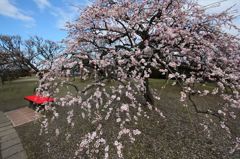 梅園