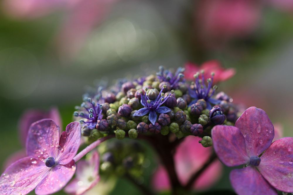 紫陽花