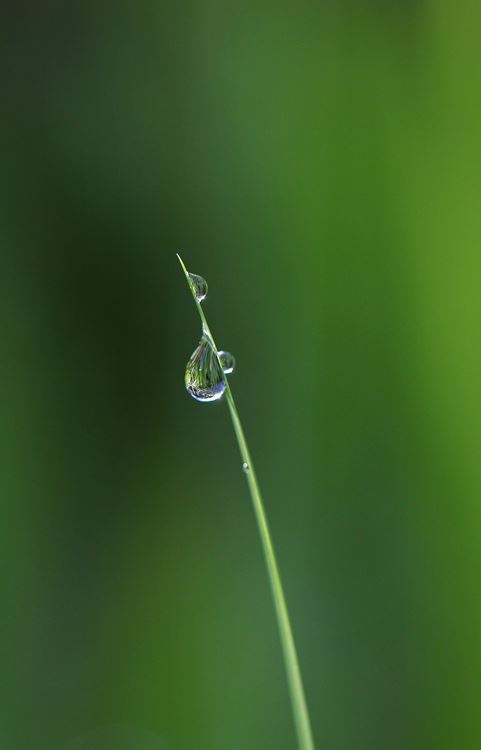 朝露