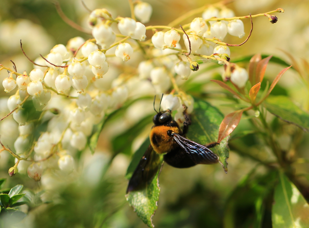 クマ蜂と馬酔木