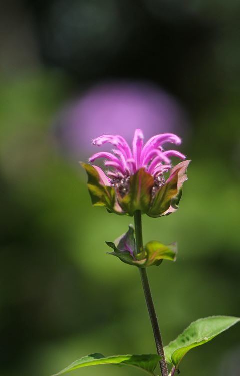 朧月夜のように