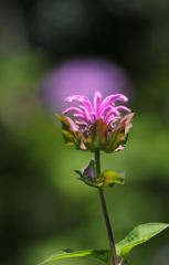 朧月夜のように