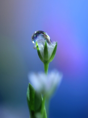 心海ＤＲＯＰＳ　85