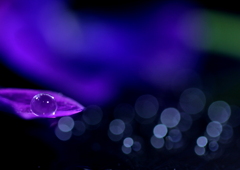 心海ＤＲＯＰＳ　16