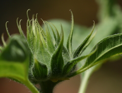 みらいをまもる