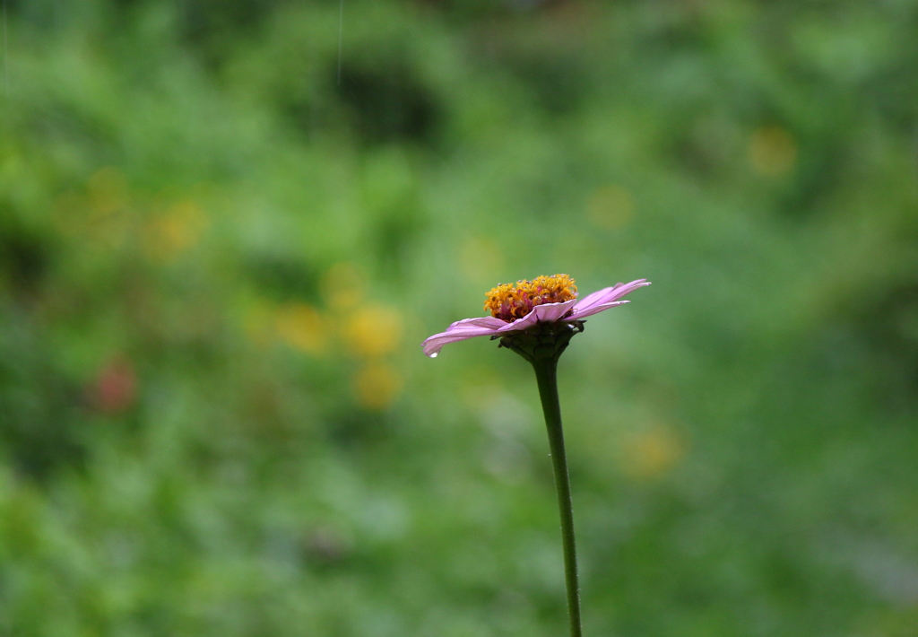 雨が降っています