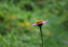 雨が降っています