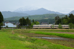ダイコン君～♪