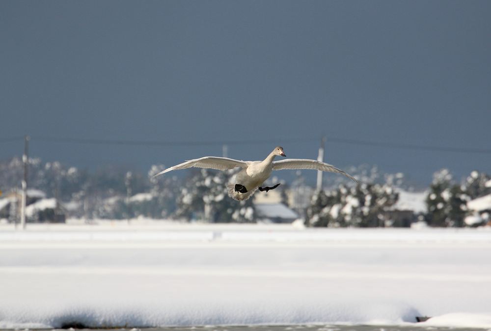 雪に着地だ！　ひゃっほ～