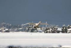 雪に着地だ！　ひゃっほ～