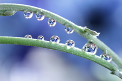 不揃いな雫たち