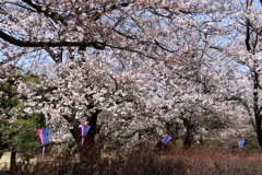桜咲く