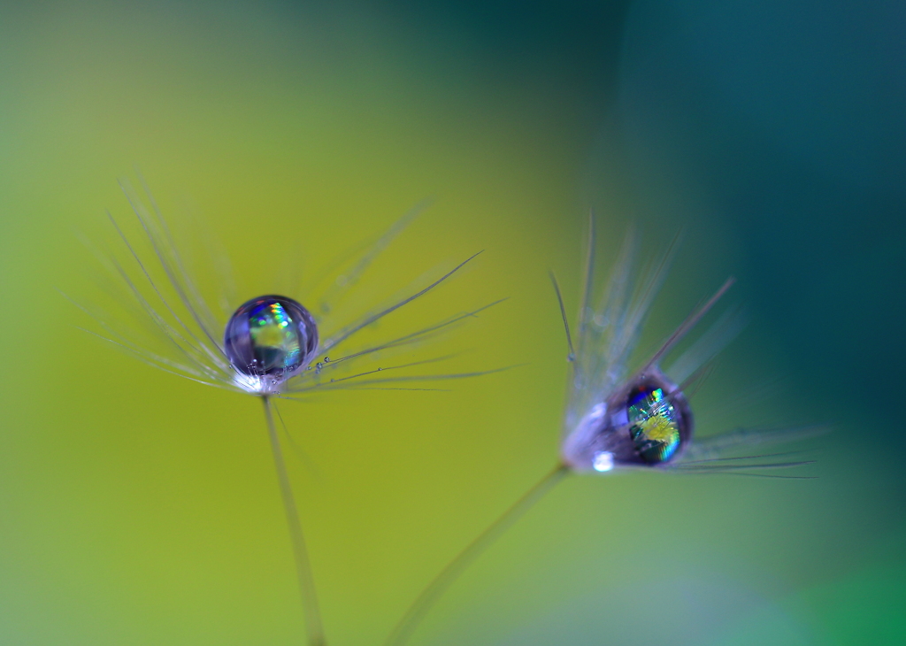 心海ｄｒｏｐｓ