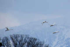 白鳥たち