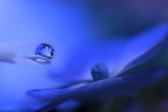 花びら濡れて夢一夜