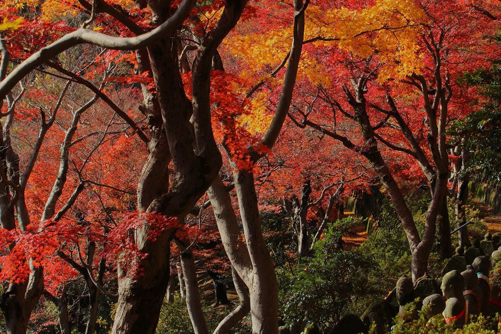 天地紅葉ありがたや