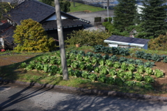 屋根より高い畑