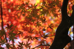 紅葉する森