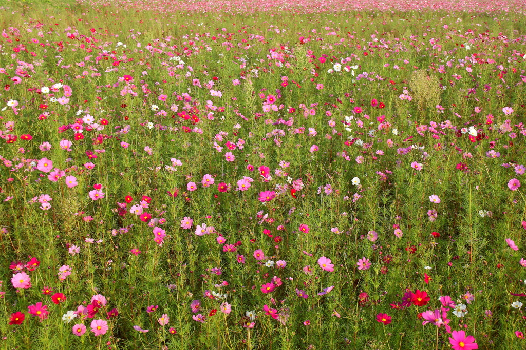 一面のコスモスにどれを撮ろうか迷っちゃう