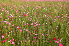 一面のコスモスにどれを撮ろうか迷っちゃう