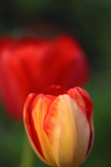 チューリップが咲いた