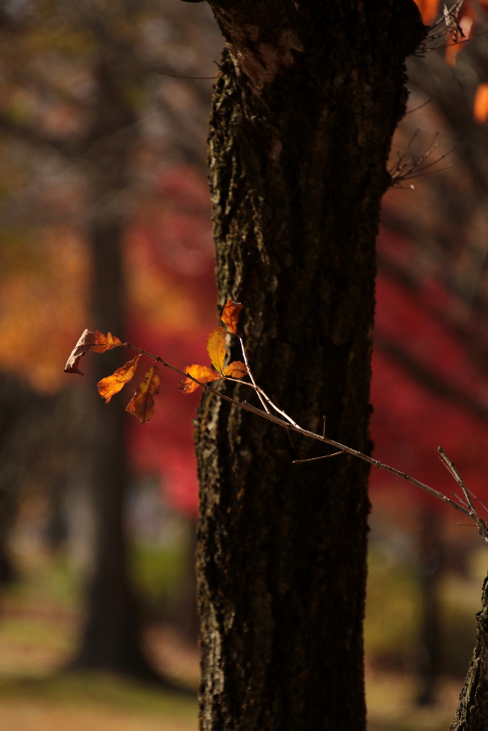 初冬の紅葉