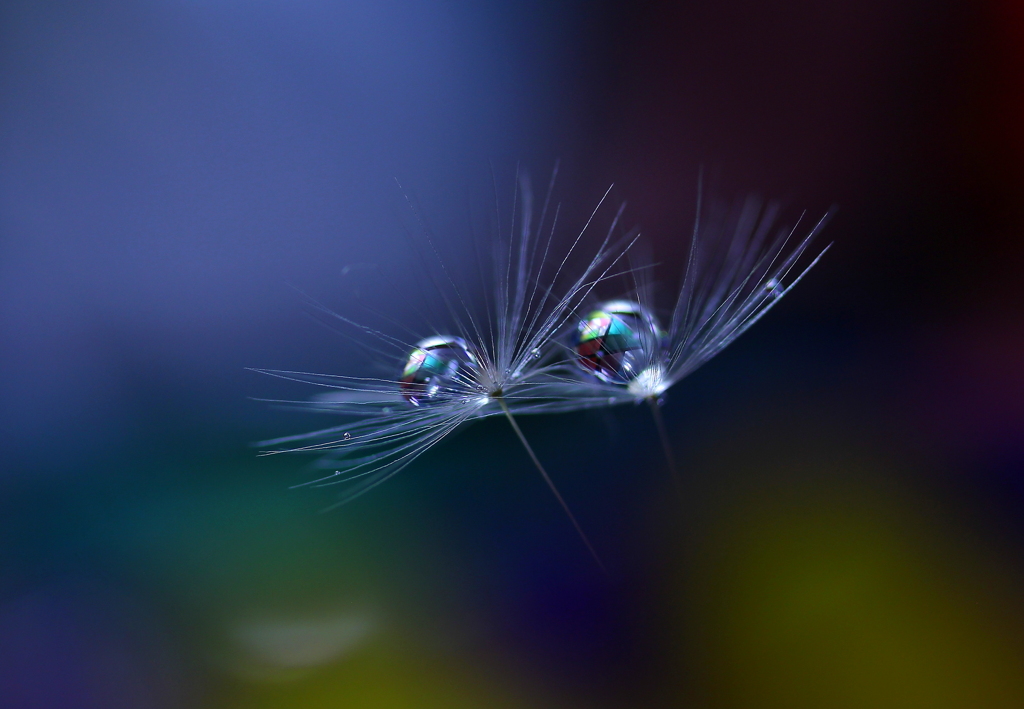 心海ＤＲＯＰＳ