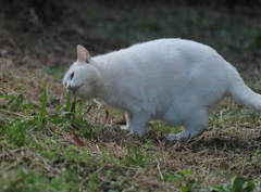 この草は美味しそう・・・