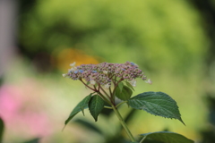 これから・・・　　（紫陽花1）